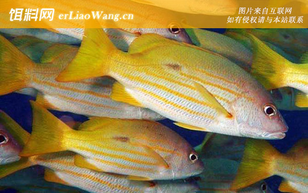 舟鰤:金焰笛鲷(火点鰽)