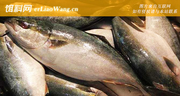 大甲鲹:舟鰤(领航鱼)