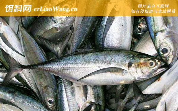 脂眼凹肩鲹:大甲鲹(铁甲)