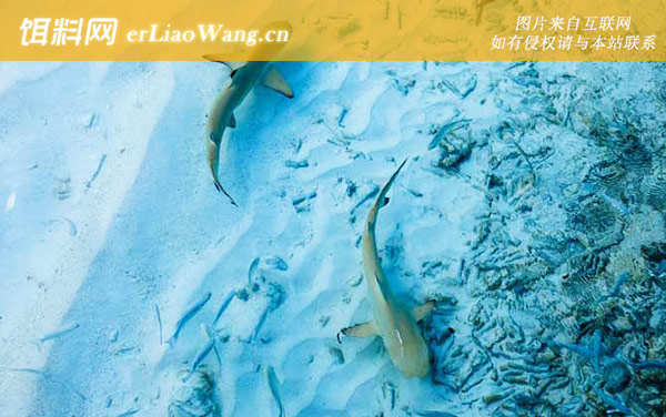 东方狐鲣:噬人鲨(钢鲅)