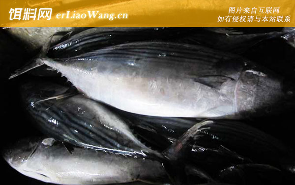 鲻鱼:洋包鱼)