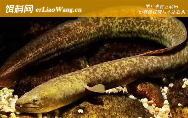 金钱鱼:白鳝日本鳗)