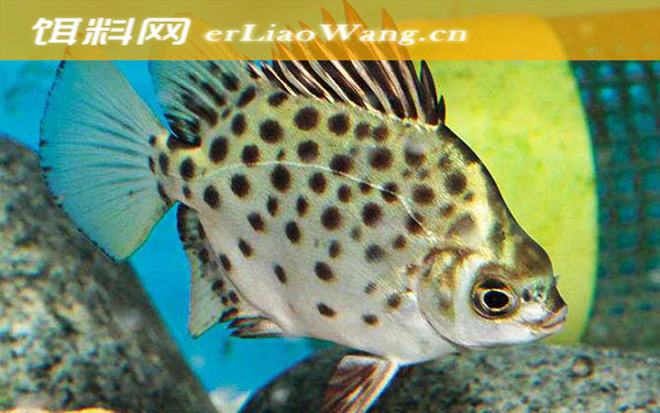 木叶鲽:金钱鱼(金鼓)