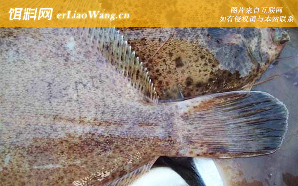 刺篮子鱼:猴子鱼八甲鱼)