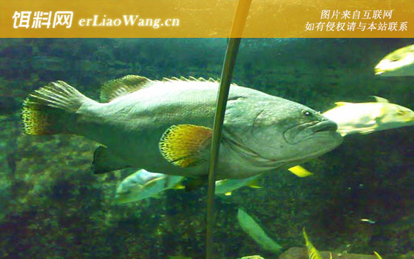 小黄鱼:大鲜桂花黄鱼)