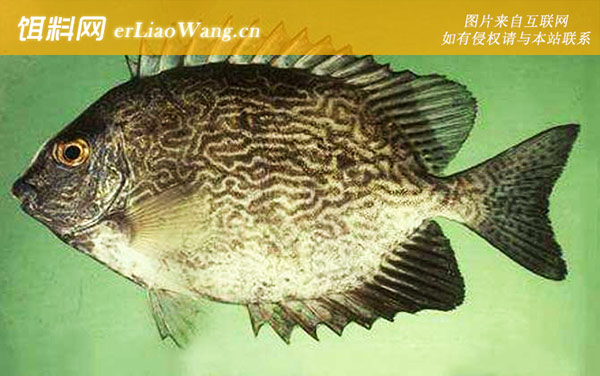 宝刀鱼:刺篮子鱼(黎猛)