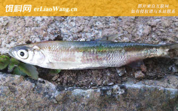 网纹裸胸鳝:刀鱼)
