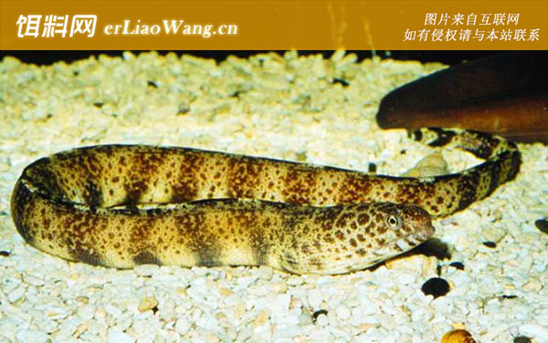 斑鳍鲉:网纹裸胸鳝