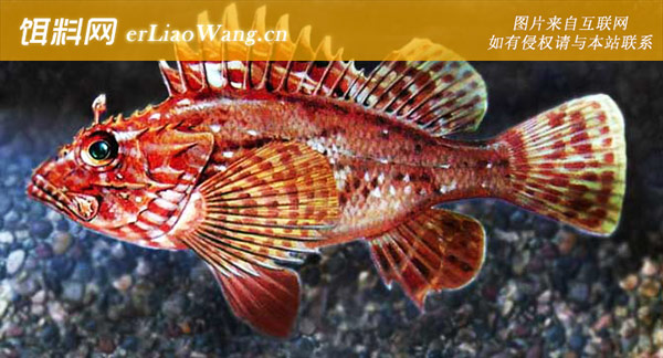 圆鳞鲉:石狗公老虎鱼)