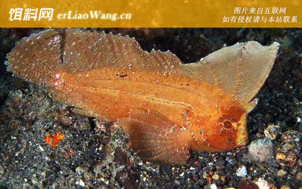 褐菖鲉:圆鳞鲉(老虎鱼)