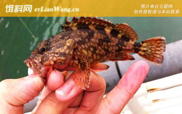 毒鲉:石虎石九公)