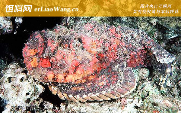 鳗鲇:毒鲉(石头鱼)