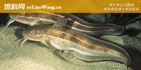 叉纹蝴蝶鱼:鳗鲇(线纹鳗鲇)