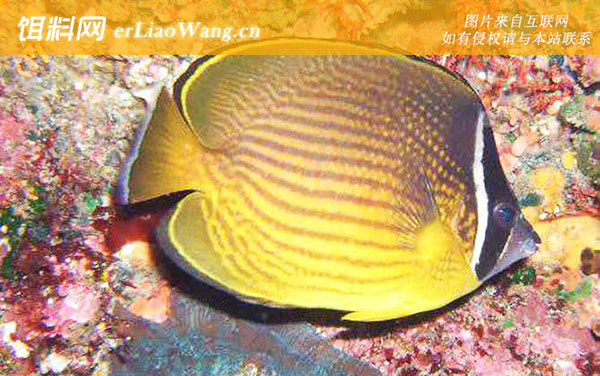 叉纹蝴蝶鱼:叉纹蝴蝶鱼