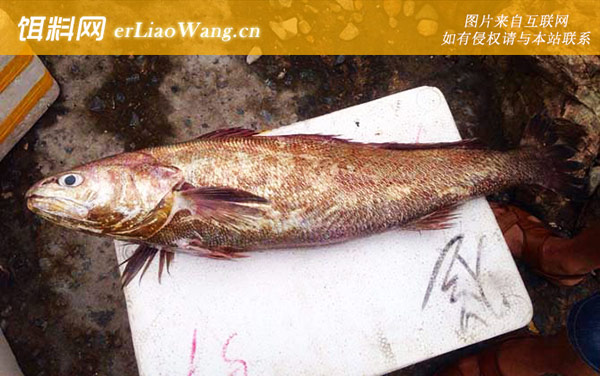 皮氏叫姑鱼:敏鱼米鱼)