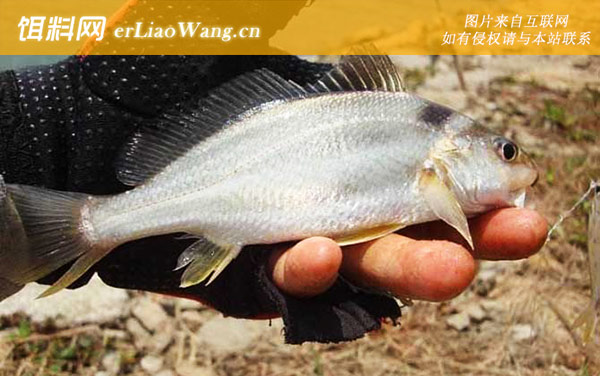 花尾胡椒鲷:皮氏叫姑鱼(叫姑)