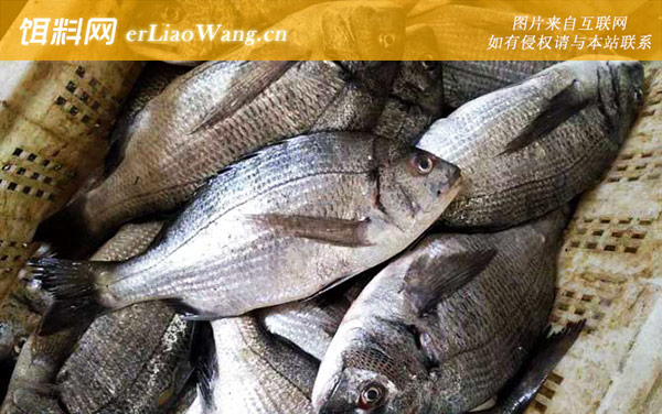 蜂巢石斑:花尾胡椒鲷(斑加吉)