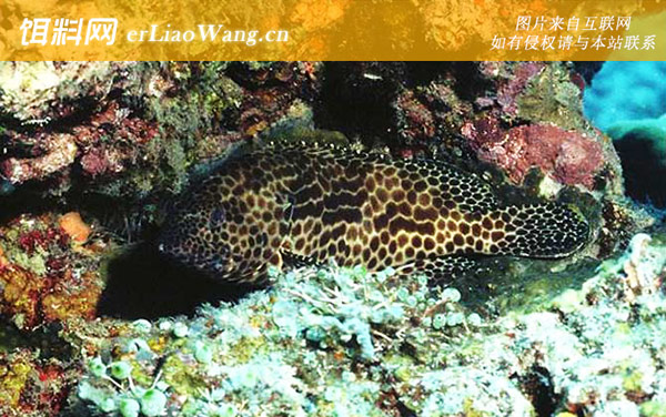 宝石石斑:蜂巢格仔)