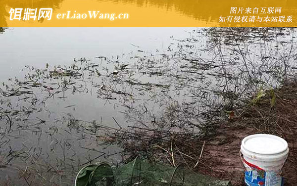 冬季钓鱼:食物丰富