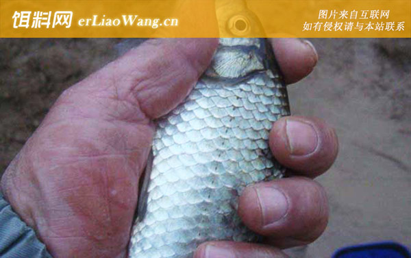 冬季钓鱼:远近合理