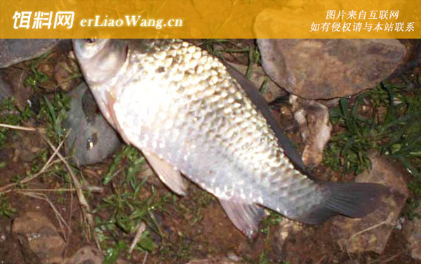 水库钓鱼:浮漂动作