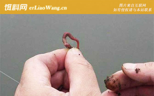 春天钓鱼:春季钓鱼有什么技巧?