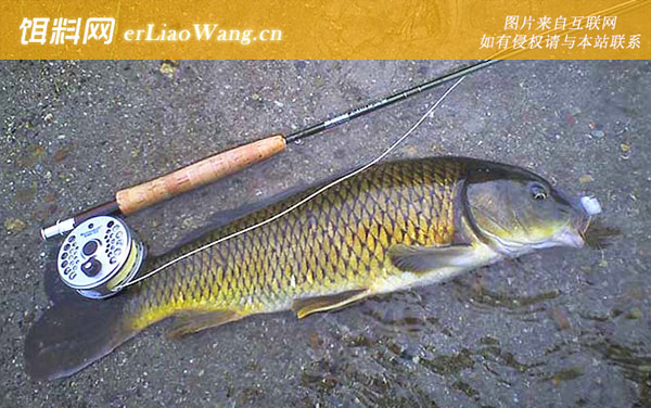 矶钓:根据岸边环境选择