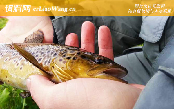 路亚钓法:路亚装备