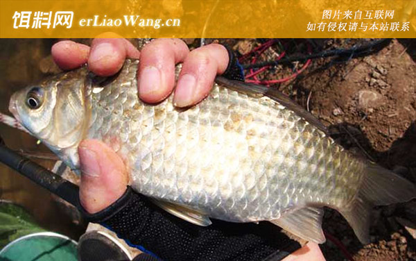 传统钓:牛屎砣钓法