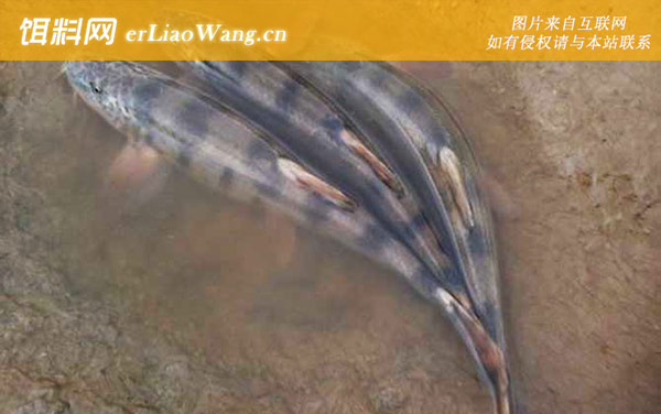 传统钓:卡子钓法