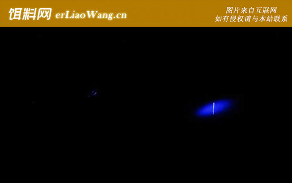 传统钓:灯光钓法