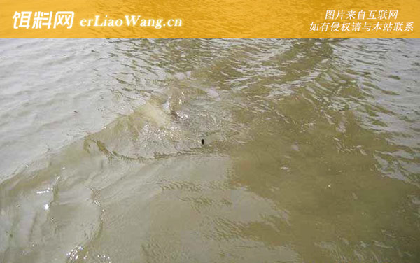 传统钓:参考钓点