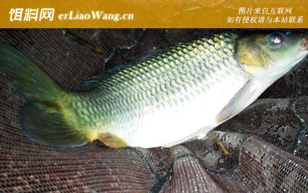 长竿短线钓:作钓技巧