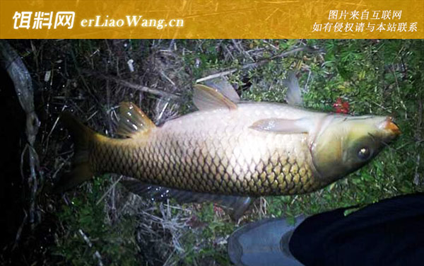 晚上钓鱼:晚上什么时候好钓鱼?