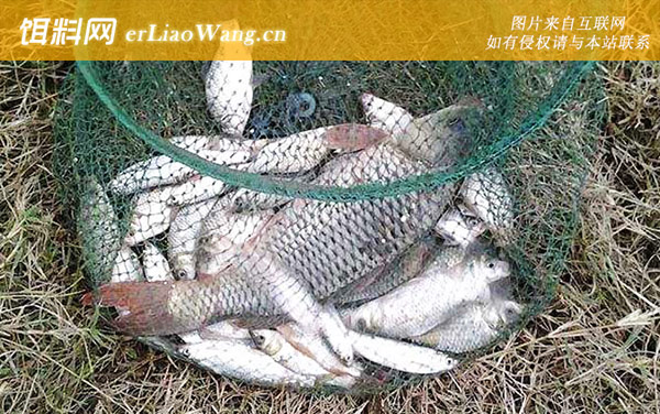 秋钓鲤鱼:饵料配方