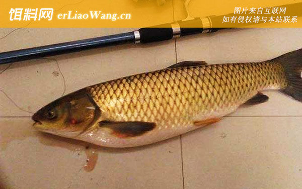 草鱼钓法:饵料配方