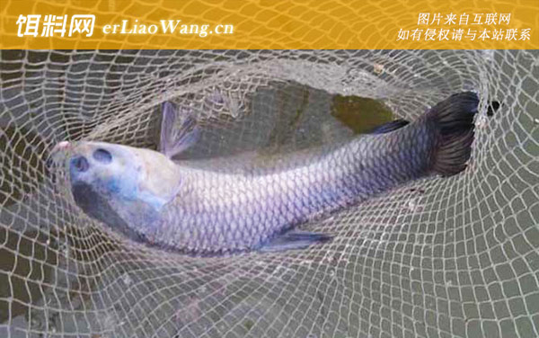 草鱼钓法:夏钓草鱼