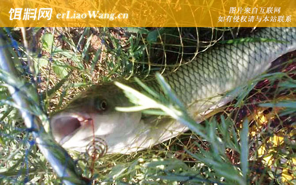 草鱼钓法:秋钓草鱼