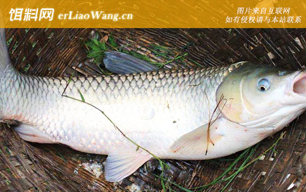 草鱼:浮草引鱼