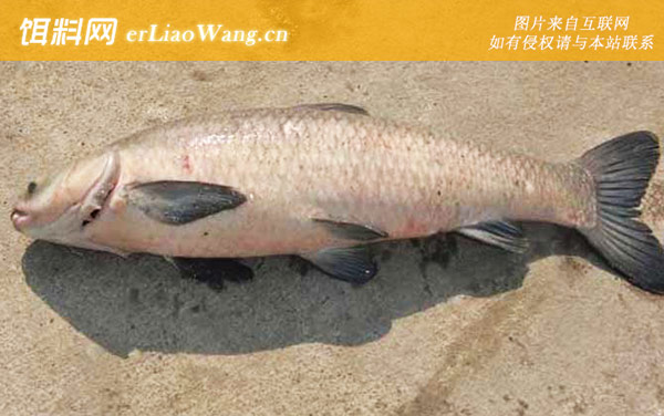 钓青鱼的最佳调漂方法-实用技巧