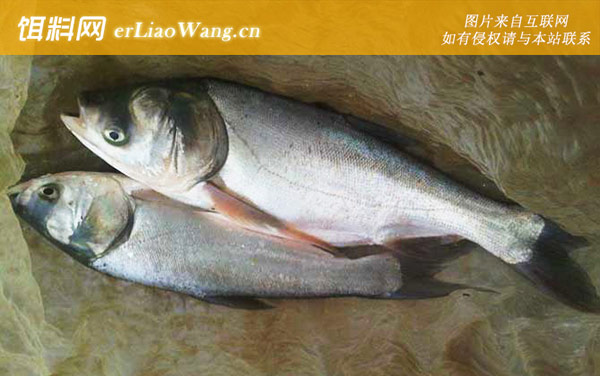 鲢鱼钓法实用技巧大全-作钓工具