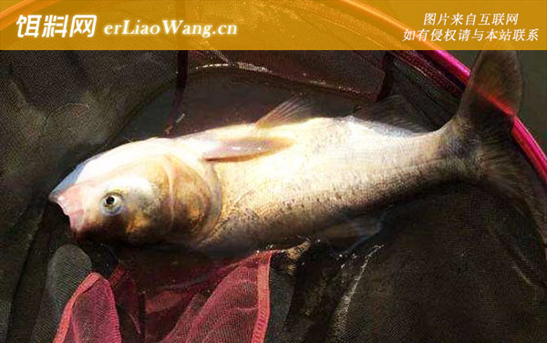 钓鲢鱼的最佳时间-作钓工具