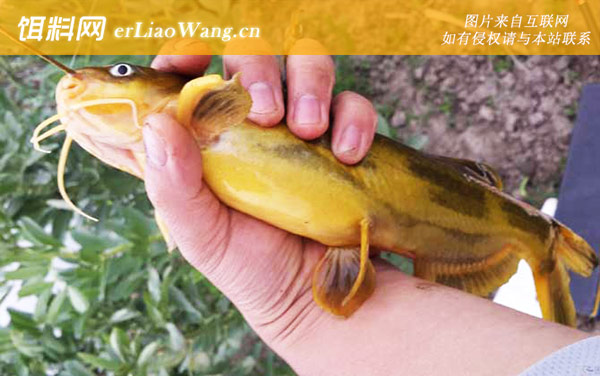 钓黄颡鱼有什么技巧-作钓工具