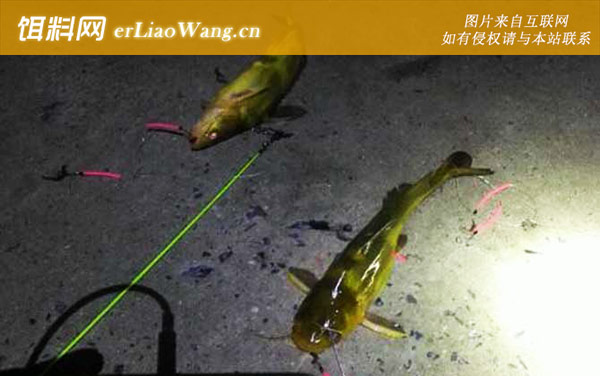 黄颡鱼:作钓技巧