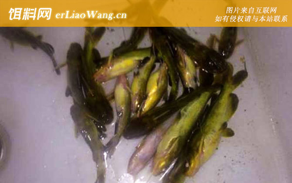 黄颡鱼:饵料配制