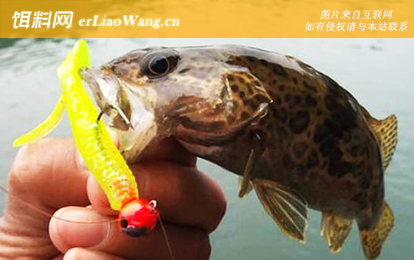 路亚桂鱼:路亚标点