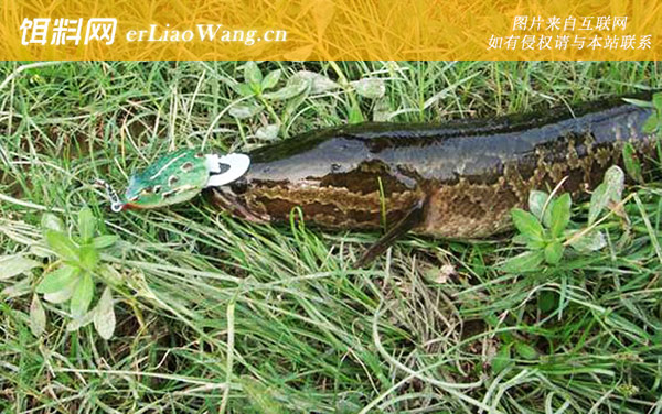 路亚黑鱼实用技巧大全-钓具搭配