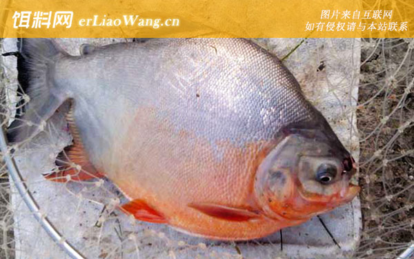 钓鲳鱼实用技巧大全-饵料选用