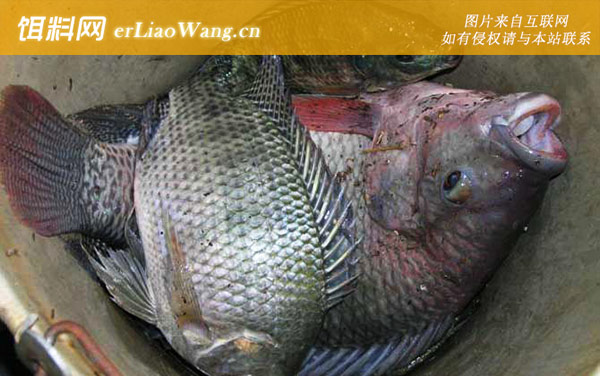 罗非鱼:常用钓法