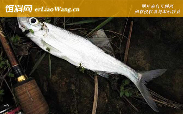 钓翘嘴鱼实用技巧大全-饵料配制